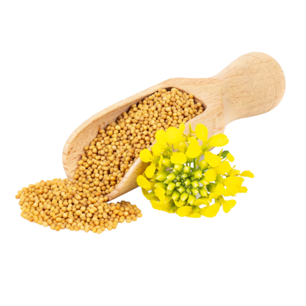 Yellow Mustard Seeds